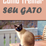 Como Treinar  seu Gato Ebook PLR